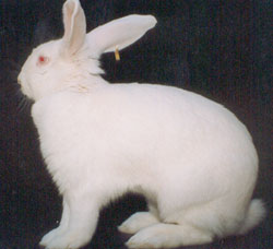 Rabbit